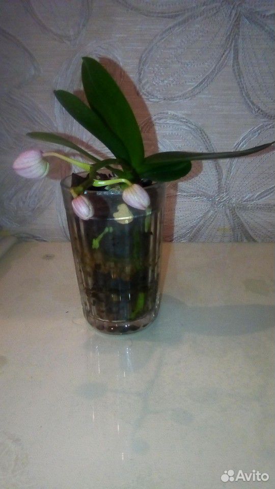 Орхидея фаленопсис мини купить на Зозу.ру - фотография № 1