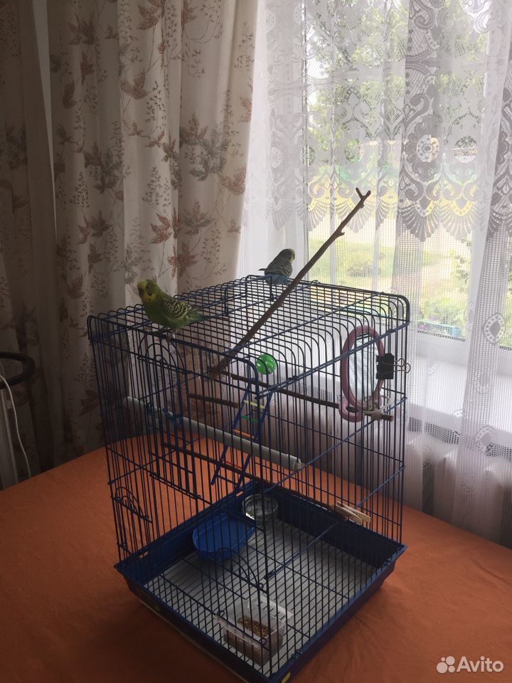 Продаю двух попугаев с клеткой купить на Зозу.ру - фотография № 3