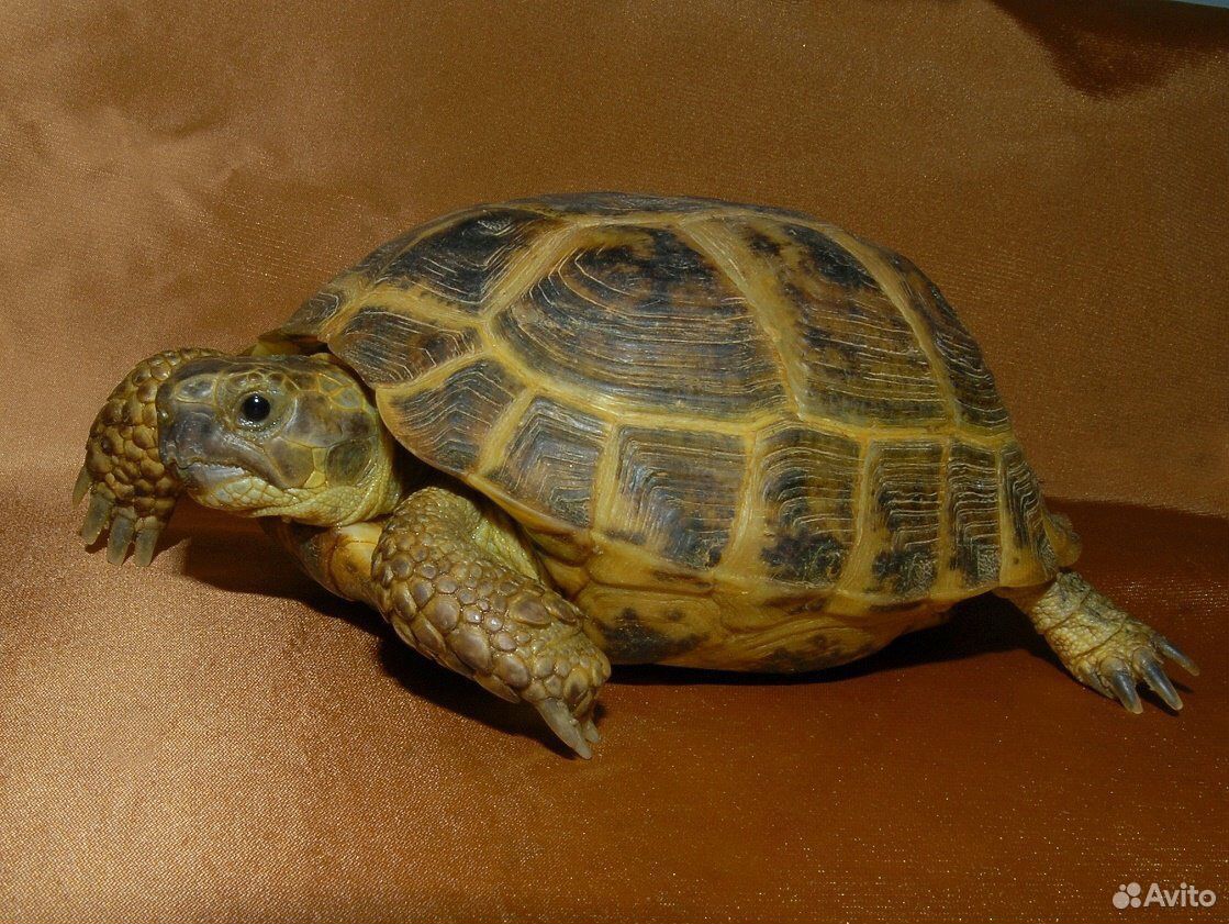 Сухопутная черепаха купить на Зозу.ру - фотография № 1