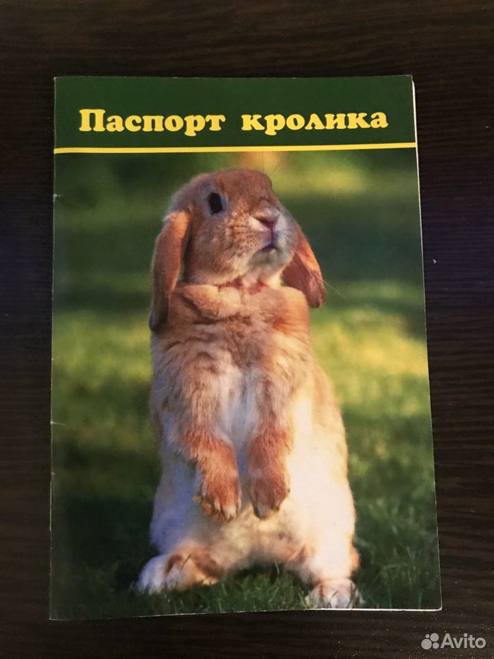 Карликовый кролик купить на Зозу.ру - фотография № 4
