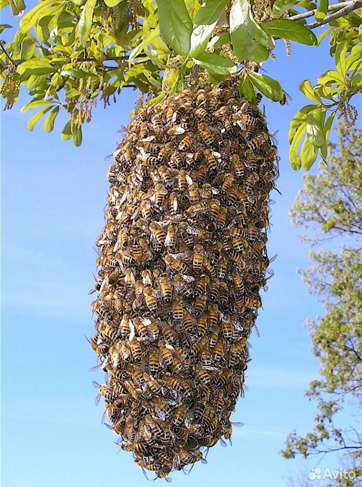 Продам рой пчел купить на Зозу.ру - фотография № 1