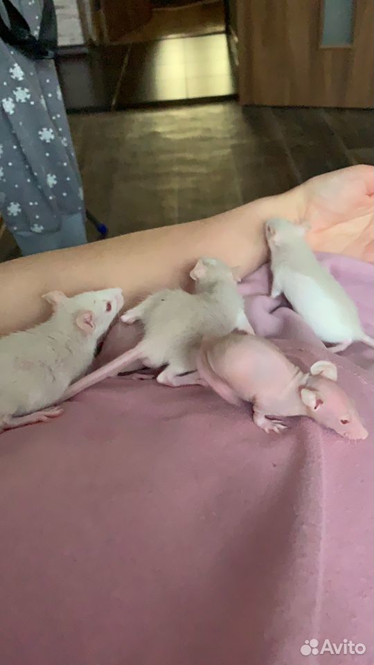 Крысы альбиносы купить на Зозу.ру - фотография № 3