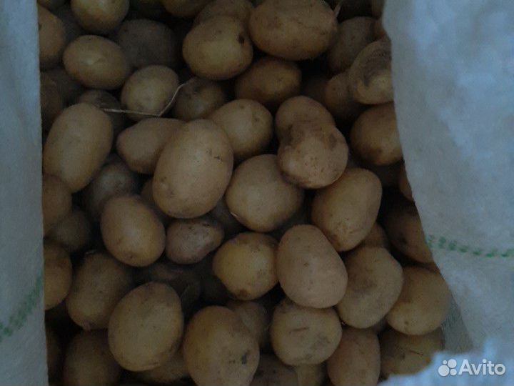 Продаю картошку купить на Зозу.ру - фотография № 2