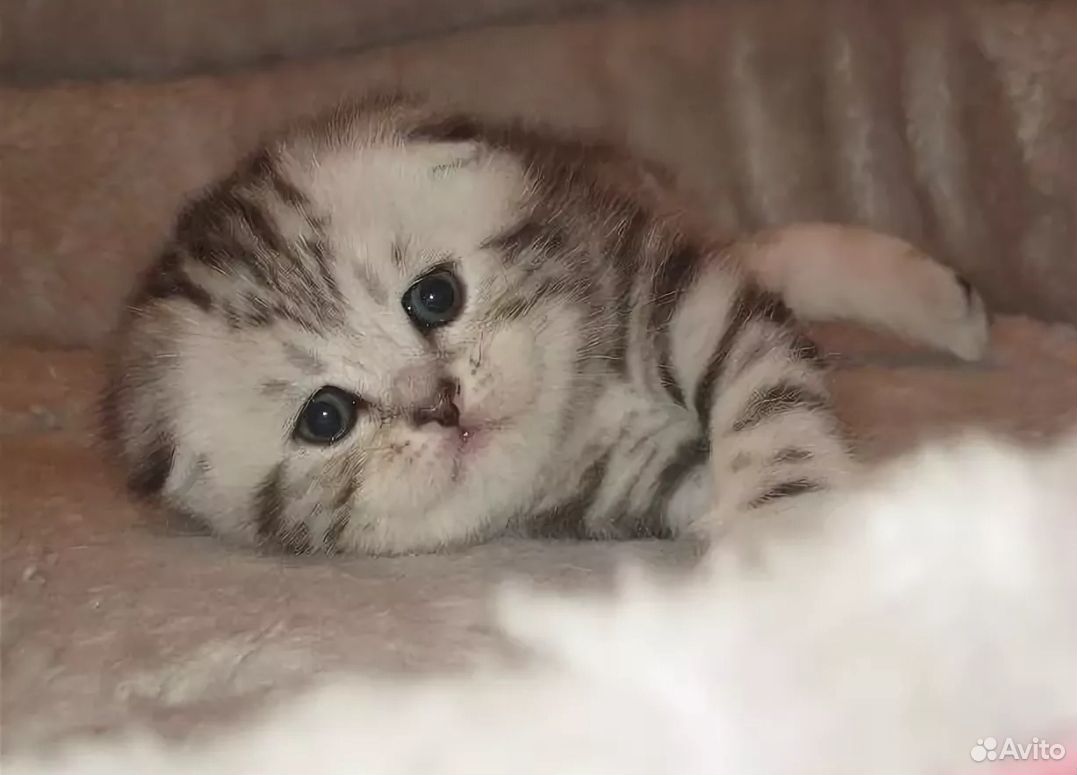 Шотландский фолд котенок (вислоухий) купить на Зозу.ру - фотография № 1