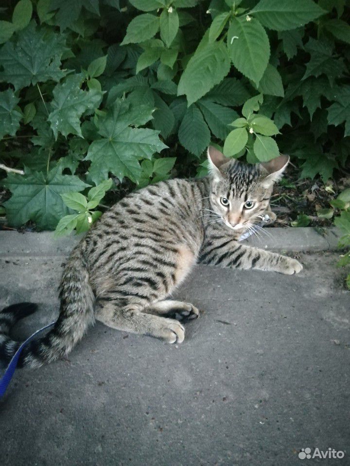 Возьмите котика купить на Зозу.ру - фотография № 2