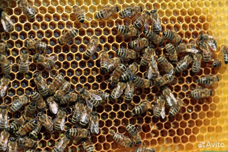 Пчелы рой 6 рамок купить на Зозу.ру - фотография № 1