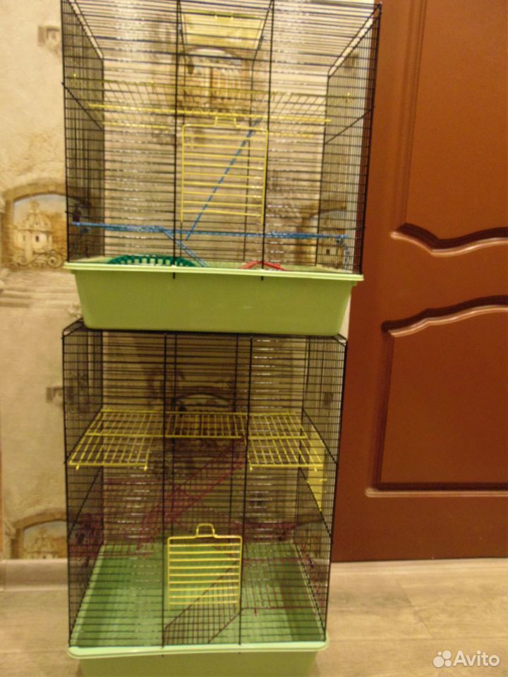Крысята дамбики мальчишки, клетки, гамак в подарок купить на Зозу.ру - фотография № 9