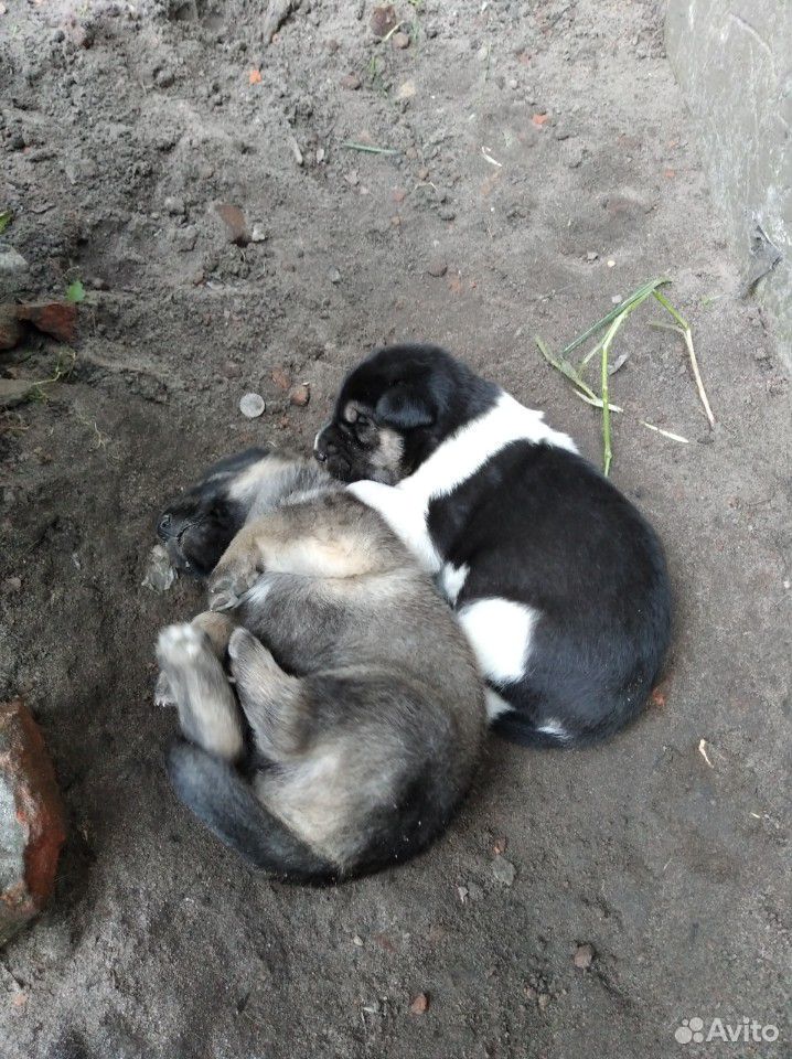 Отдадим в добрые руки 2 маленьких щенят(кобели) во купить на Зозу.ру - фотография № 2