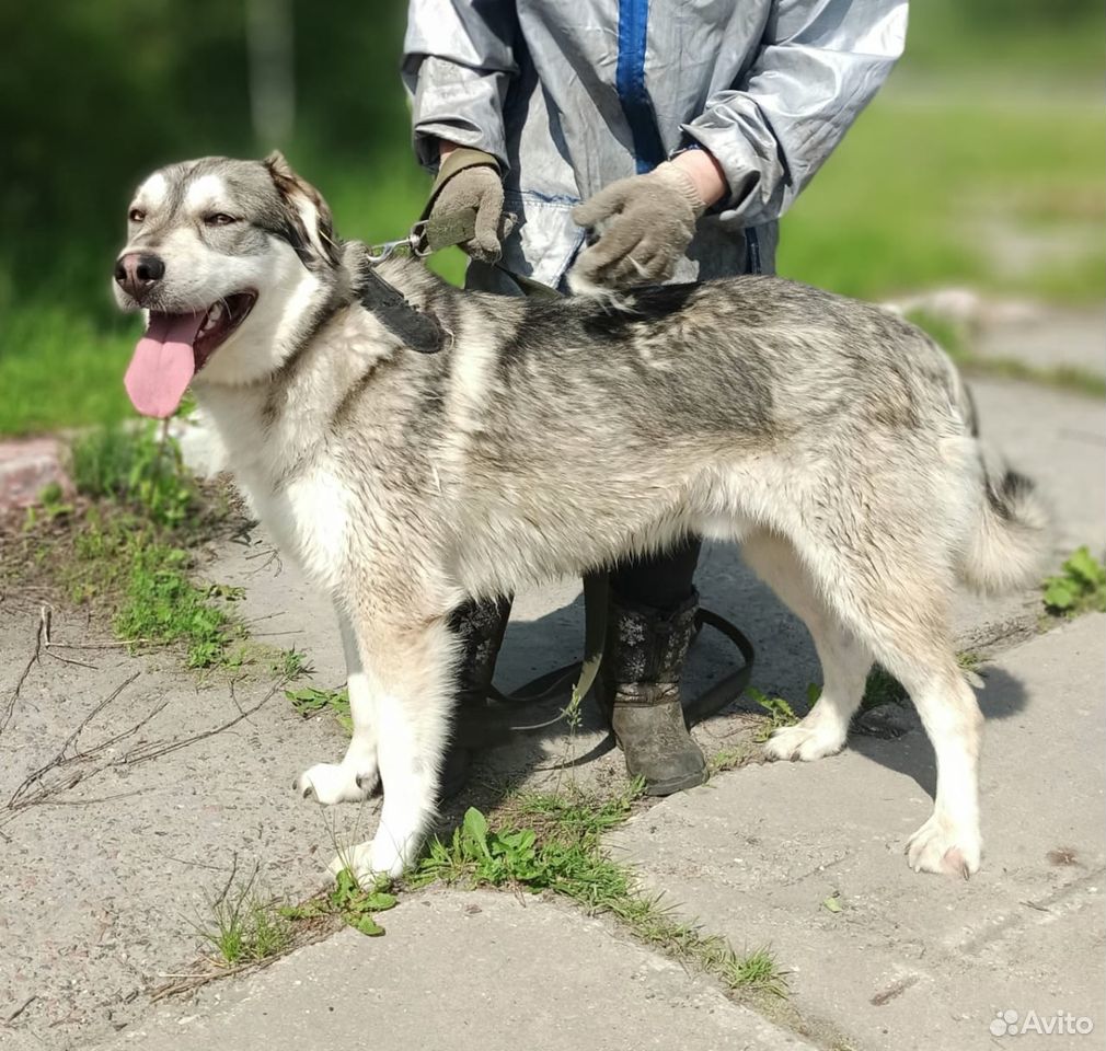 Ласковый пёс (метис хаски) купить на Зозу.ру - фотография № 1