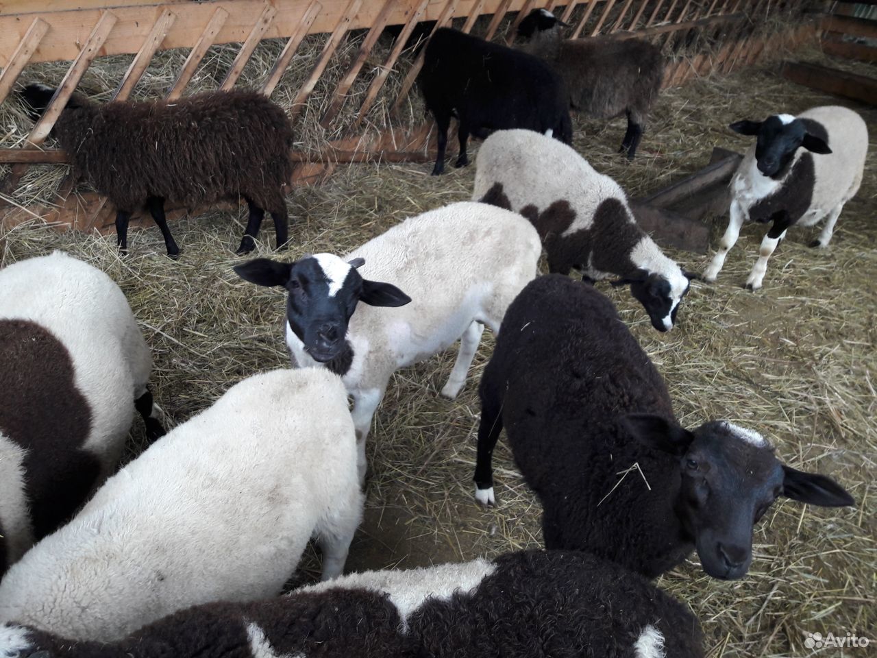 Овцы дорпер кросы f2 75 купить на Зозу.ру - фотография № 6