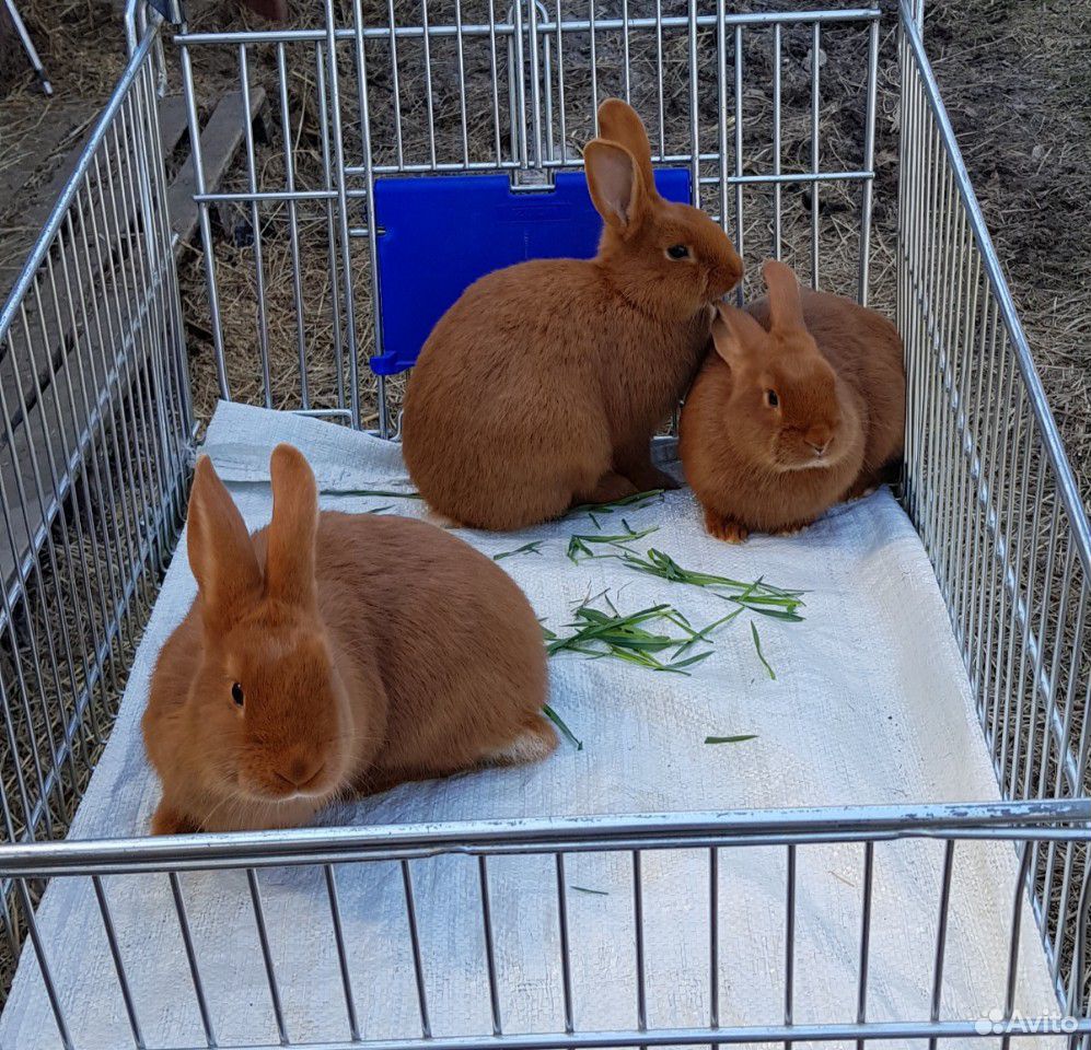 Кролики Новозеландские красные купить на Зозу.ру - фотография № 2