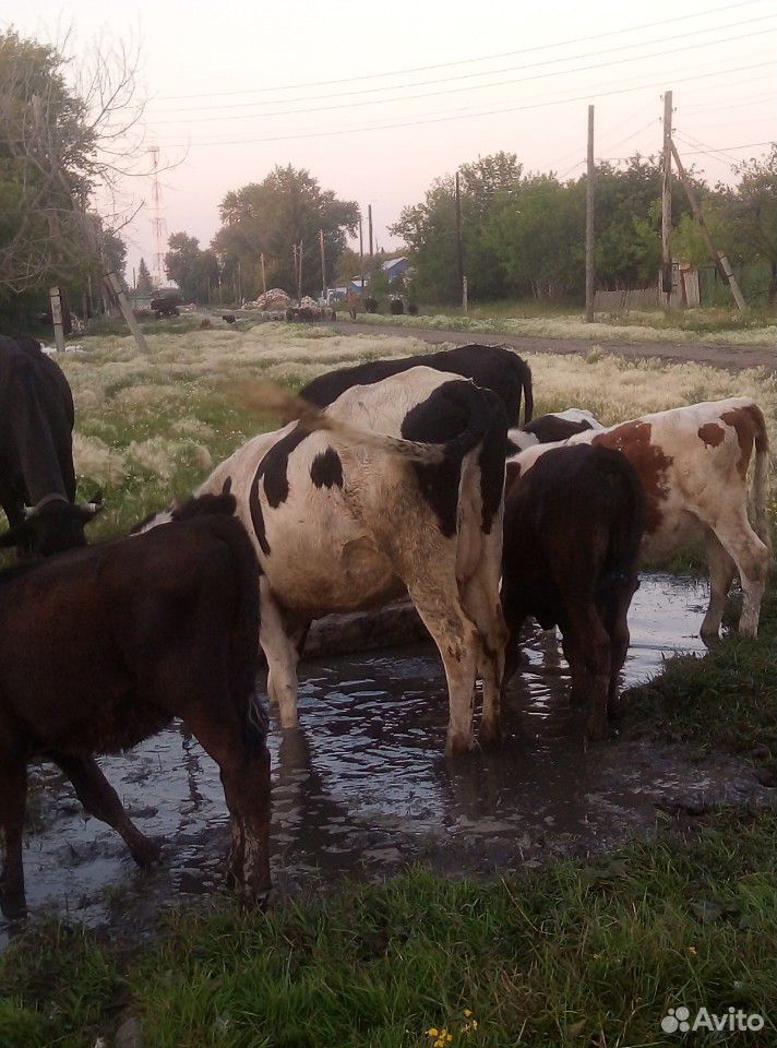 Продам корову и нетель купить на Зозу.ру - фотография № 5