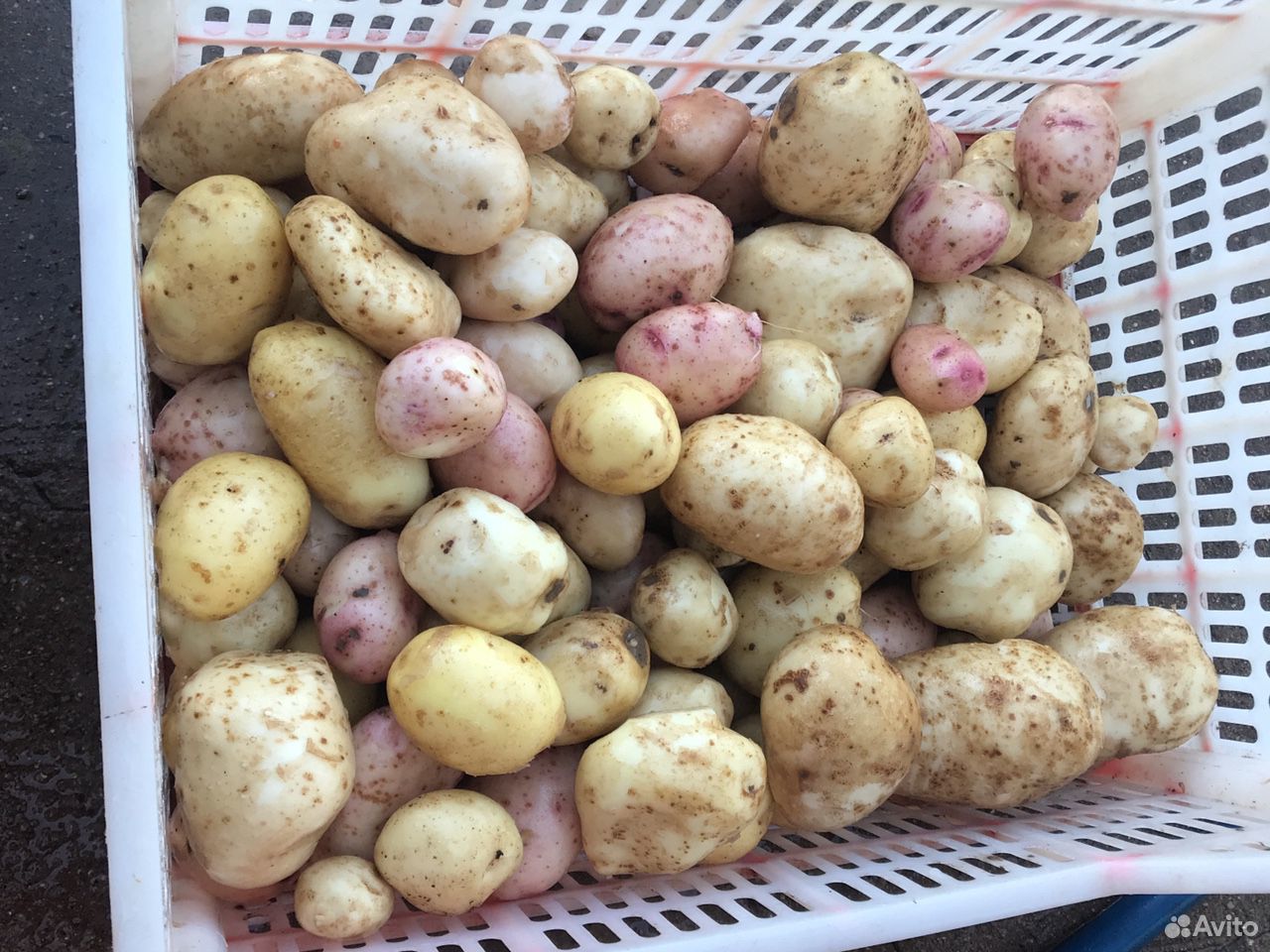 Продам свежий картофель купить на Зозу.ру - фотография № 1