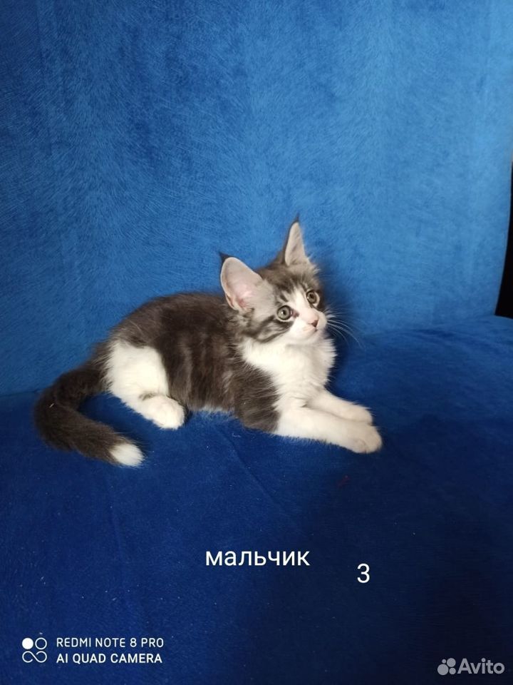 Котята Мейн-кун купить на Зозу.ру - фотография № 4