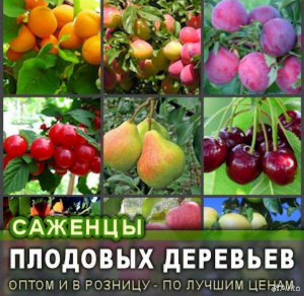 Фруктовые Деревья купить на Зозу.ру - фотография № 1
