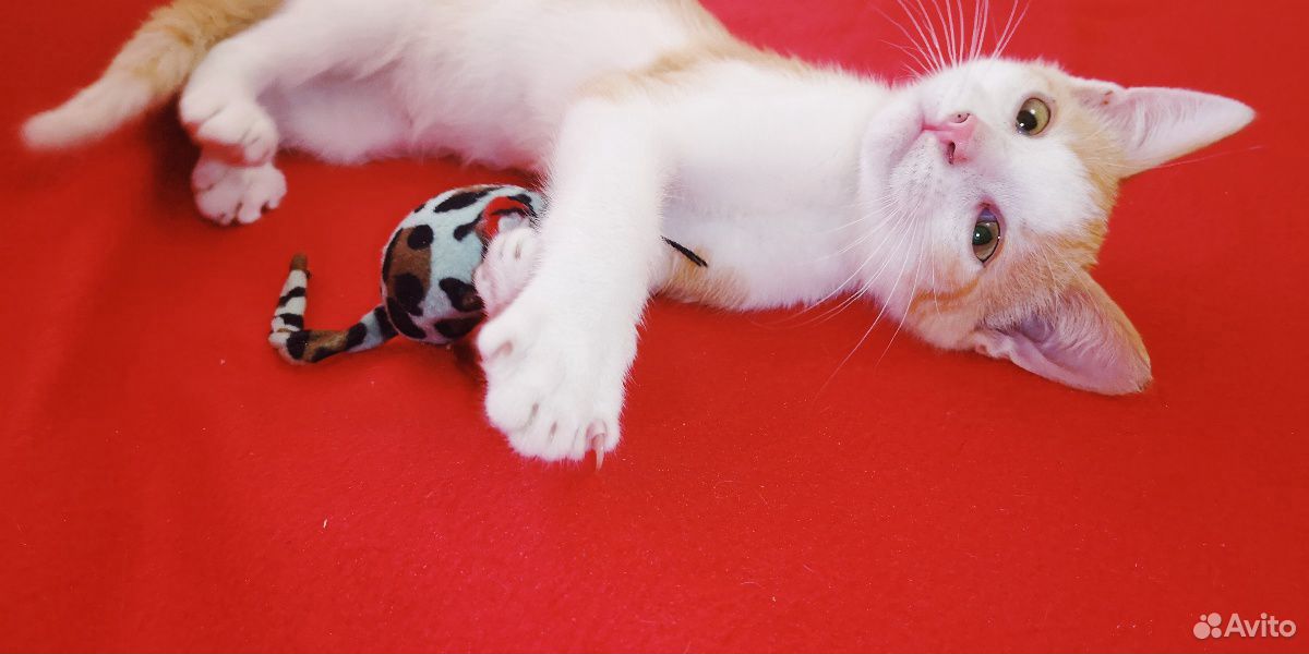 Рыжий котенок - к счастью в доме купить на Зозу.ру - фотография № 2