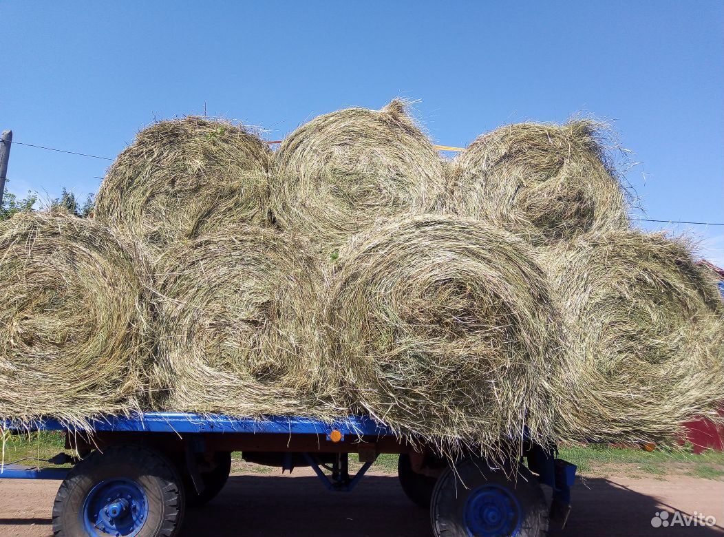 Купить сено в рулонах на авито. Где можно купить сено в Брянске.