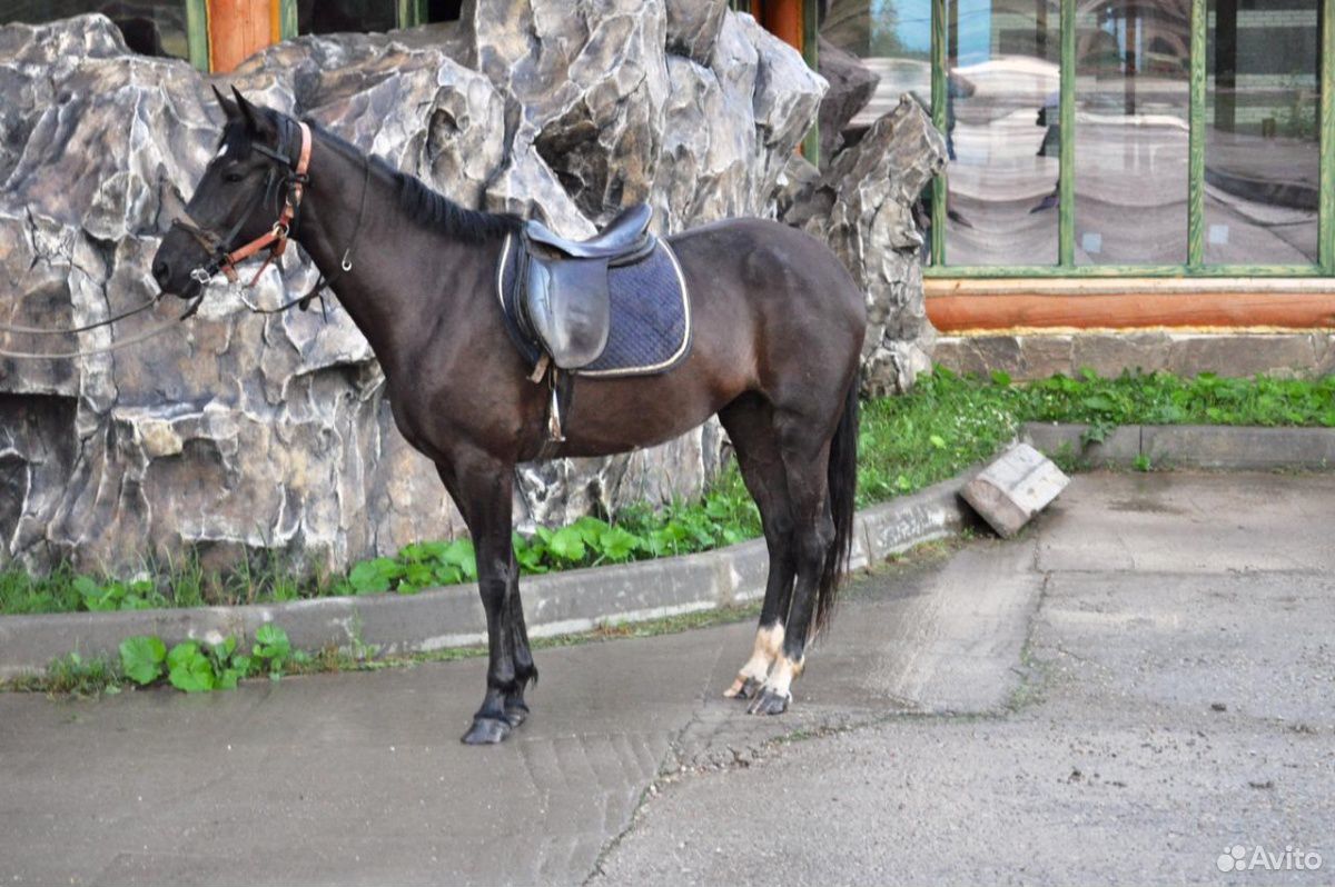 Лошадь англо-кабардинской породы, 2016 года рожден купить на Зозу.ру - фотография № 3