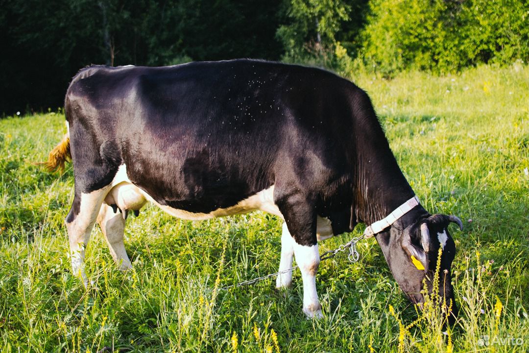 Корова стельная купить на Зозу.ру - фотография № 6