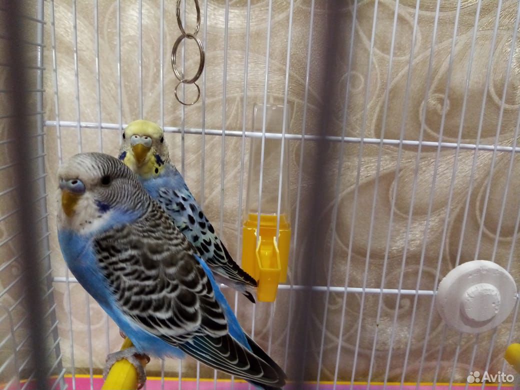 Волнистые попугайчики самец и самка купить на Зозу.ру - фотография № 4