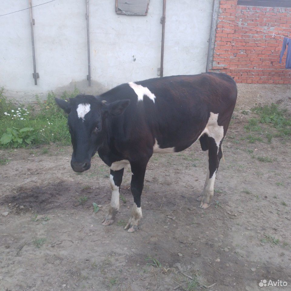 Корова айширская порода стельная 3 отела ждем купить на Зозу.ру - фотография № 2
