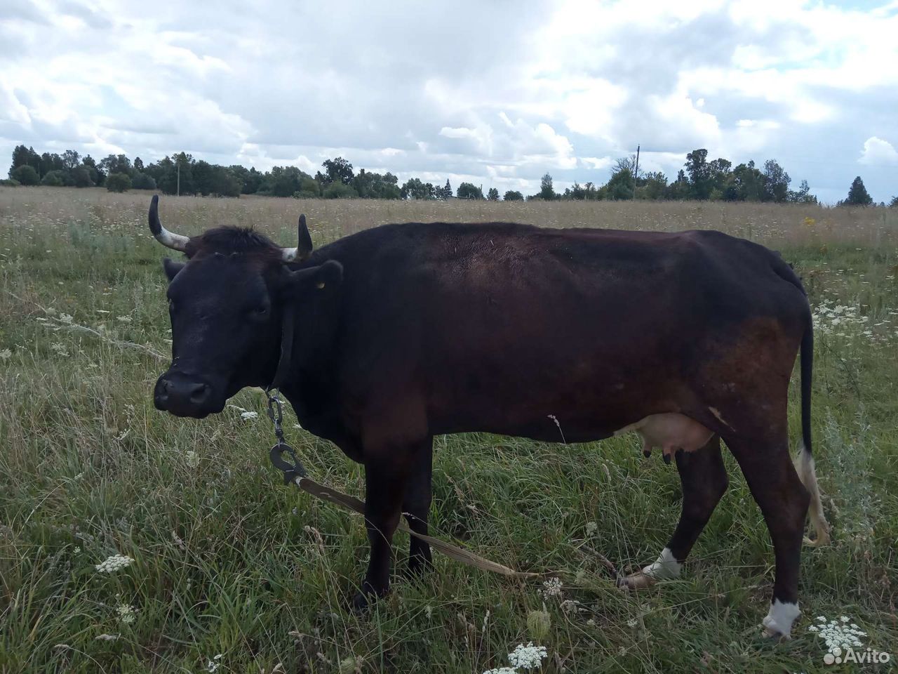 Корова и 2 бычка купить на Зозу.ру - фотография № 1