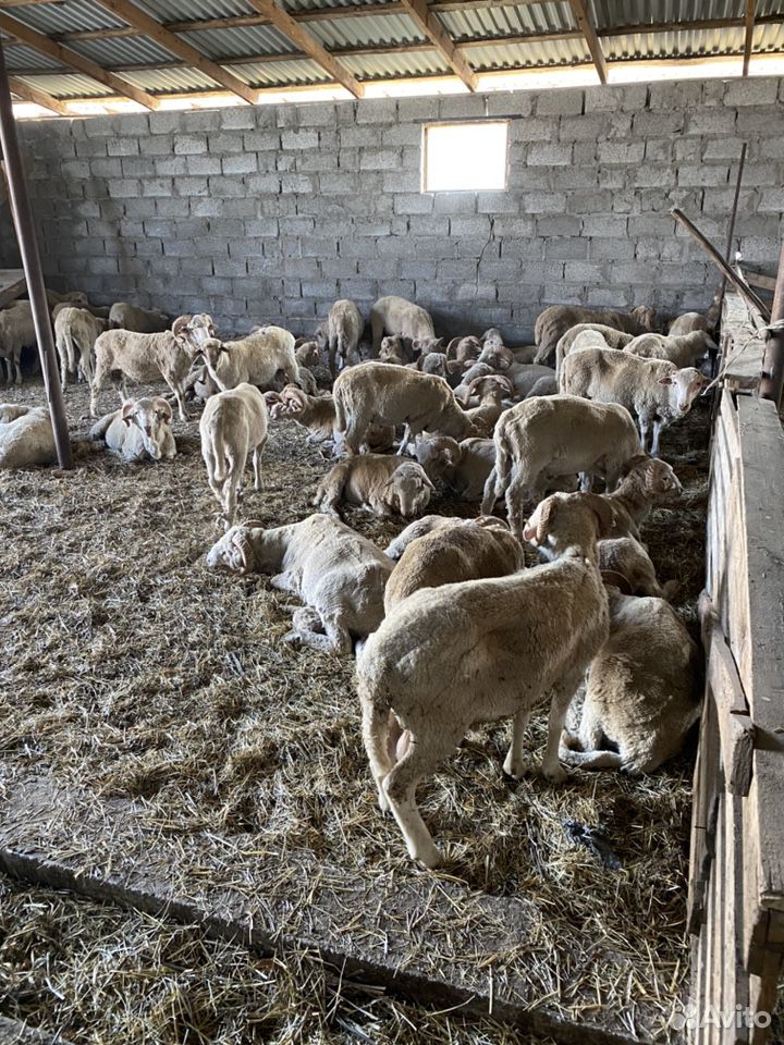 Бараны овцы купить на Зозу.ру - фотография № 4