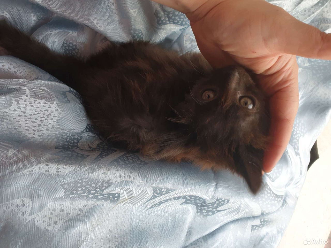 Котенок 2,5 месяца. Бесплатно купить на Зозу.ру - фотография № 6