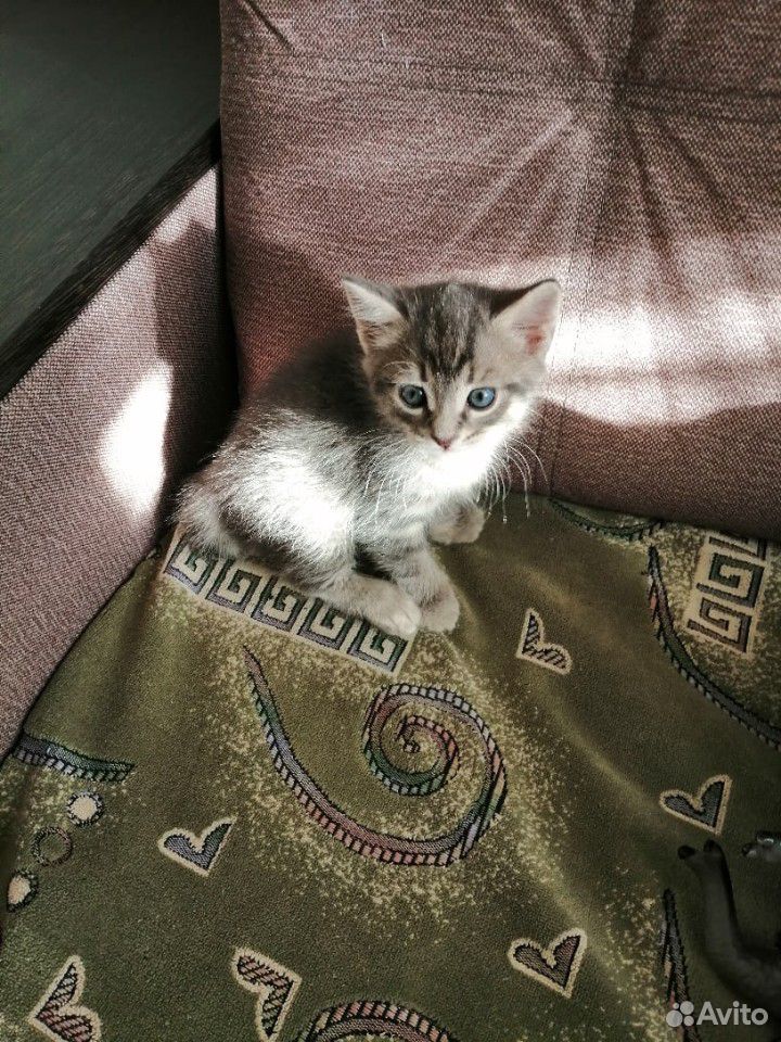 Кот маленький купить на Зозу.ру - фотография № 2