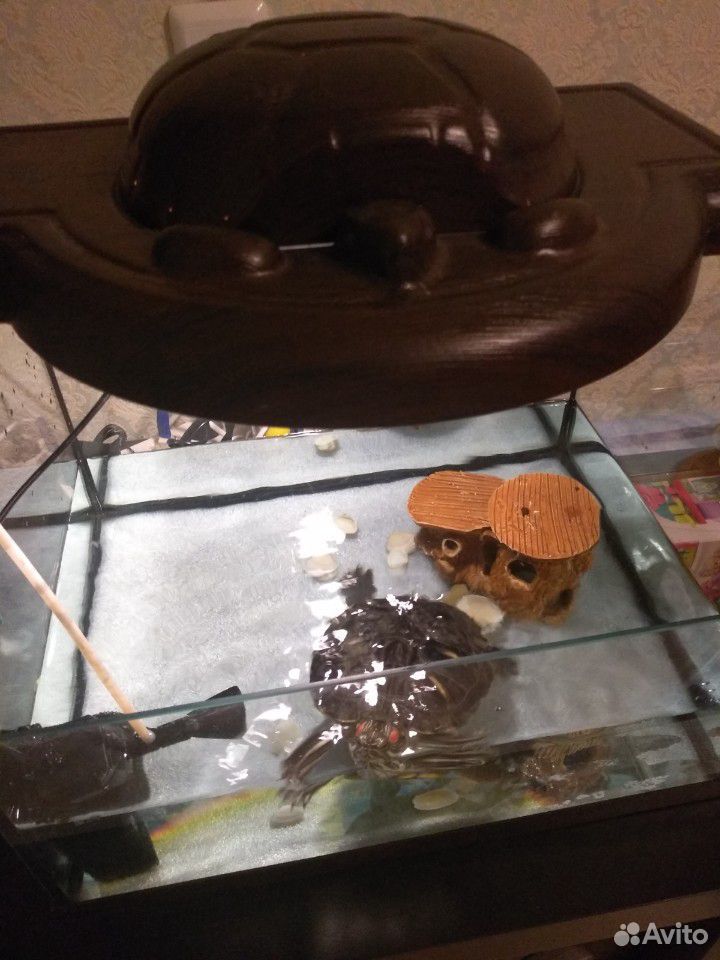 Красноухая черепаха + аквариум купить на Зозу.ру - фотография № 3