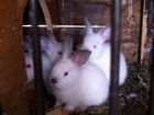 Кролики Калифорнийские объявление продам