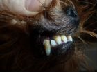 Ультрозвуковая чистка зубов собакам объявление продам