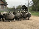Овцы стадо объявление продам