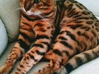 Бенгальский кот для вязки. Тюмень объявление продам