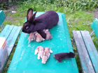 Крольчихи и крольчата объявление продам