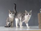Кошки Коты Котята объявление продам