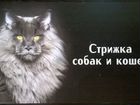 Стрижка (Груминг) кошек и котов Ярославль объявление продам