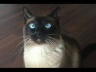 Сиамский кот объявление продам