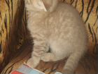 Котёнок шотландской вислоухой кошки объявление продам