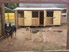 Школа для собак Akita Dog School объявление продам