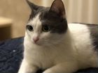 Кошка Элвина Грея объявление продам