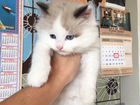 Голубоглазый котик объявление продам