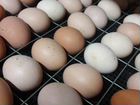 Яйцо куриное инкубационное объявление продам