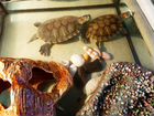 Пресноводные красноухие черепахи объявление продам