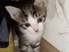 Котята от кошки породы канадский сфинкс объявление продам