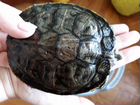 Черепаха+аквариум объявление продам