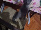 Классный серый котенок 3мес объявление продам