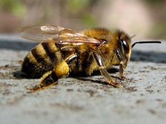 Среднерусская пчела Пчёлы на высадку