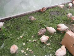 Домашние цыплята и индюшата в Батецком районе