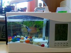 Нано аквариум для офиса